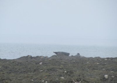 Cottage Cove Seals