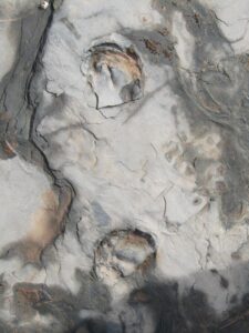 Blue Beach Fossil
